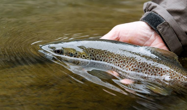 peche truite seine maritime