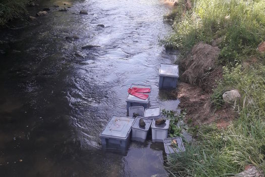Inventaires piscicoles sur la Bresque : les collectivités halieutiques attentives au suivi thermique du cours d'eau...