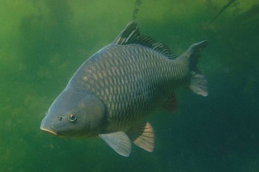 Réunion / Débat pêche de la carpe