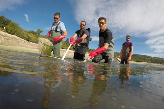 Bilan des pêches de sauvetage lors de la vidange du lac de Quinson