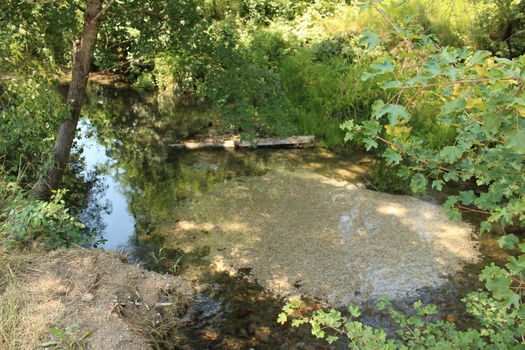 Importants travaux de gestion piscicole dans le Cauron