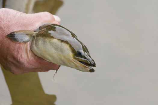 INTERDICTION de PÊCHE DE L'ANGUILLE