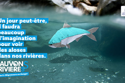 SAUVONS NOS RIVIÈRES ACTE 2 - LES POISSONS MIGRATEURS