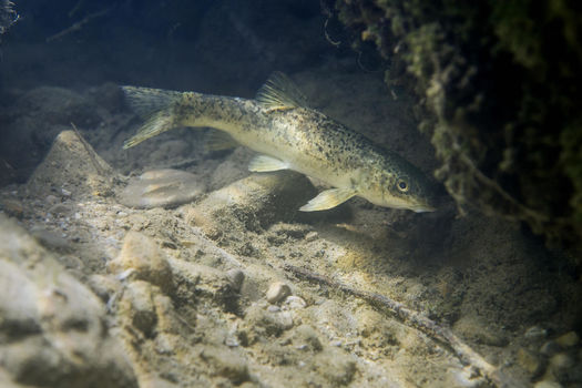 Inventaires piscicoles sur le Réal Martin : les cyprinidés d'eau vive dominent, pas la truite...