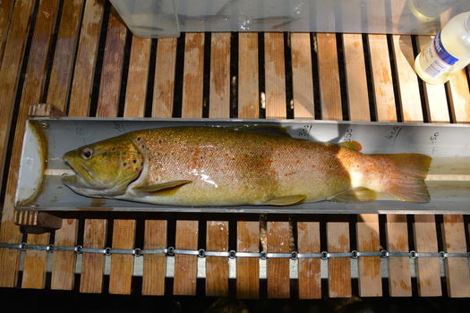 Inventaires piscicoles sur le Caramy : des effectifs de poissons stables à Brignoles...