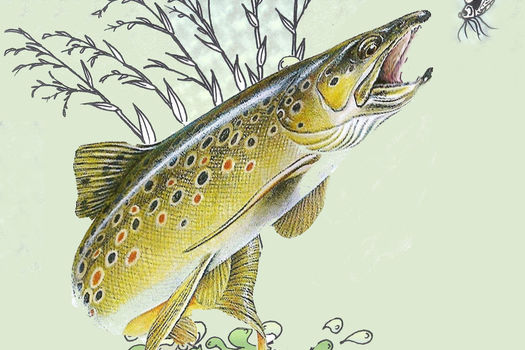 Informations AGO et AGE de l'AAPPMA le Roseau du Réal Martin