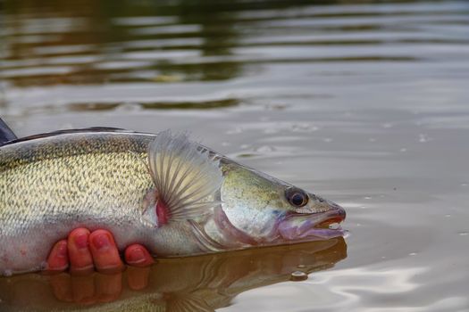 PÊCHE DES CARNASSIERS