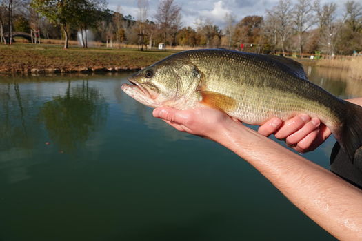 3,5 TONNES DE POISSONS INTRODUITS EN SECONDE CATÉGORIE