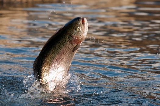OÙ PÊCHER LA TRUITE ARC-EN-CIEL?