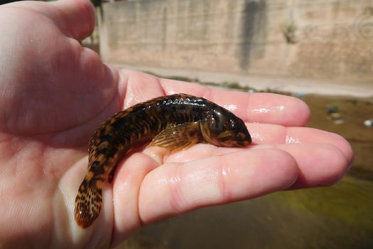EYGOUTIER : pêche de sauvetage