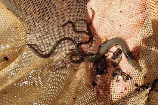 Des habitats artificiels pour suivre l'arrivée des civelles